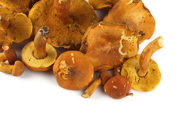 Boletus ferrugineus (Xerocomus spadiceus) mushroom. Delicacy