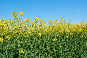 Fototapeta premium Colorful field of blooming raps. Rapeseed field with with blue sky. Yellow flowering rape plant. Source of nectar for honey. Raw material for animal feed, rapeseed oil and bio fuel
