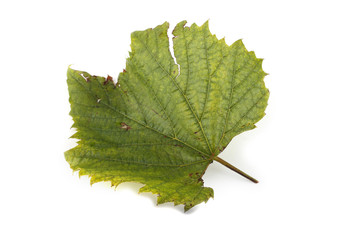 Green grape leaf isolated on white