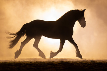 Silhouette of a trotting Frisian horse in a orange smokey atmosphere, against the light with smoke...