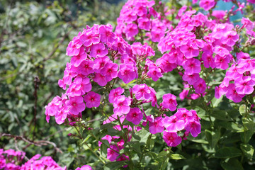 Obraz premium Pink phlox blossom in garden