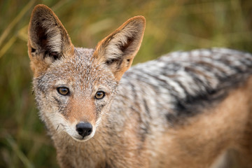 A close up portrait of a black-backed jackal walking through green grass and looking towards the camera, taken in the Madikwe Game Reserve, South Africa. - obrazy, fototapety, plakaty