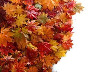 Naklejka na ściany i meble Autumn colorful leaves isolated on white. Background