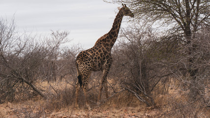 giraffe in national park south africa