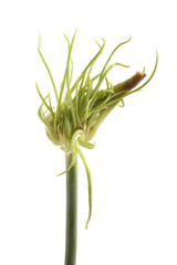 Fototapeta premium Garlic arrow