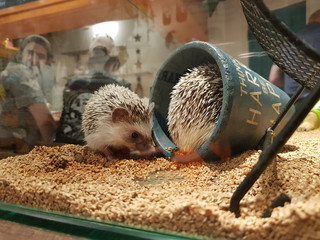 The hedgehog following the other hedgehog. Hedgehogs in the cage © 시원 서