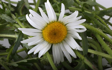 White camomiles background. Flowers background