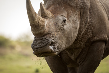 A close up portrait of a white rhino grazing and looking straight at the camera, with grass falling...