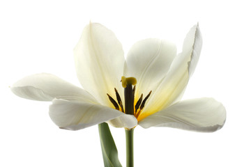 White narcissus flower isolated on white