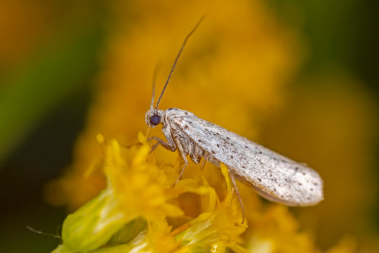 Yponomeuta rorrella (willow ermine moth) is a lepidopteran from the family Yponomeutidae