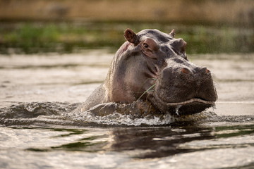 A close up portrait of a big hippo breaching the water surface of the Chobe River in Botswana and looking directly into the camera, taken at sunset