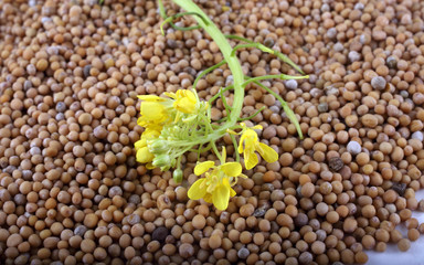 Mustard seeds and flowers. Background