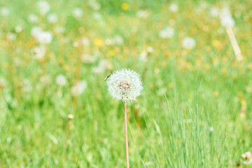 dandelion in grass