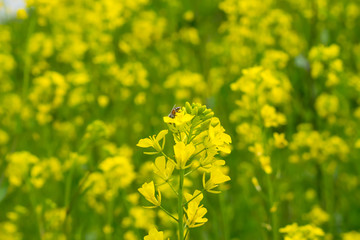 Obraz premium Close up of Bee on Mustered Flowers Brassicaceae or Cruciferae flowers