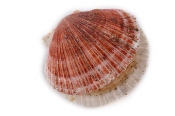 Scallop isolated on white. Fresh sea food