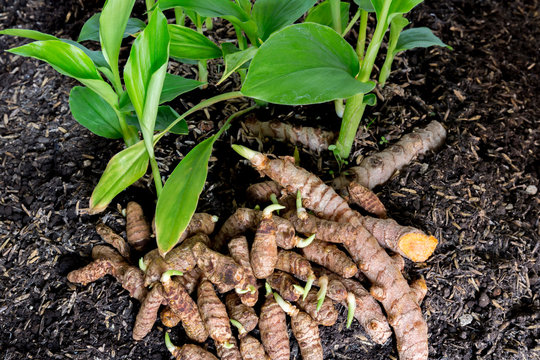 Small turmeric seedlings, roots, on a ground background - Turmeric
