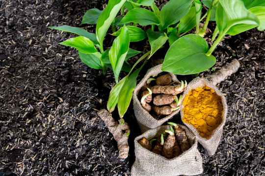 Small turmeric seedlings and roots, turmeric powder in jute sacks on a wooden background - turmeric