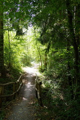 Fototapeta na wymiar Weicher Waldweg mit Holzsteg in schönem Licht
