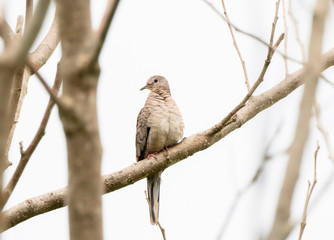 Inca dove (Columbina inca) Perched on a Branch in a Tree in Jalisco, Mexico