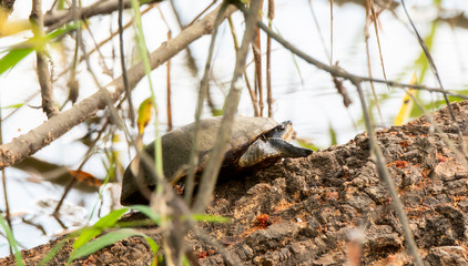 Naklejka na ściany i meble Jalisco Mud Turtle (Kinosternon chimalhuaca) Rests on the Edge of a Pond in Jalisco, Mexico