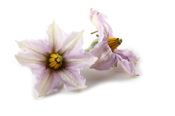 Aubergine flowers isolated on white