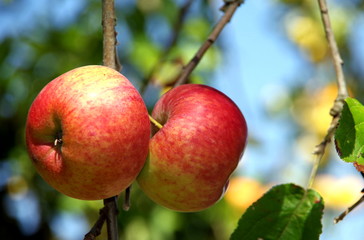 Rote Äpfel am Baum kurz vor der Ernte
