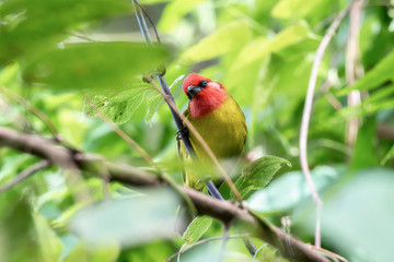 Bright & Beautiful Male Red-headed Tanager (Piranga erythrocephala) Perched on a Branch in Dense Foliage in Jalisco, Mexico