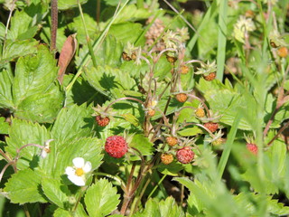 red berries on a bush