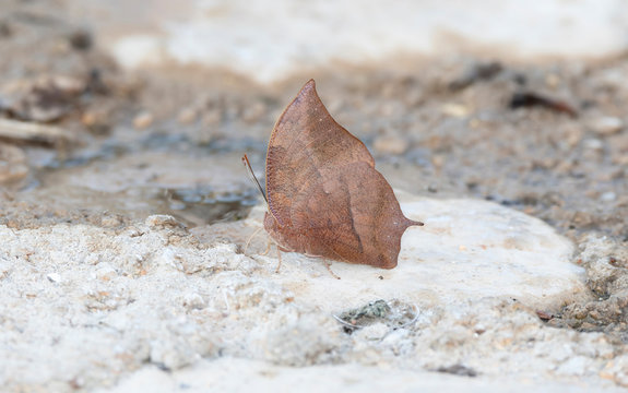 Pointed Leafwing (Fountainea eurypyle ssp glanzi) Leaf Mimic Butterfly Perched on the Ground in Jalsico, Mexico