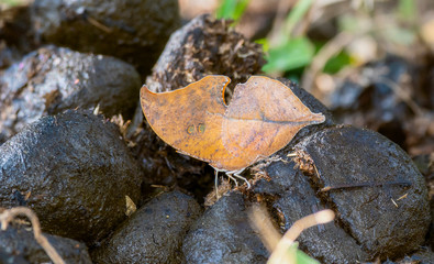 A Leaf Mimic Seasonal Leafwing Butterfly (Zaretis ellops) Perched on the Ground on Horse Manure in Jalisco, Mexico