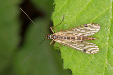Panorpa communis, the common scorpionfly is a species of scorpionfly.