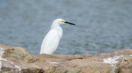 Snowy Egret (Egretta thula) Standing Behind a Rock on a Beach in Jalisco, Mexico