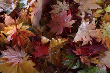 Bright multicolor maple autumn leaves