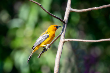 Obraz premium Streak-backed Oriole (Icterus pustulatus) Perched on Branches in Jalisco, Mexico