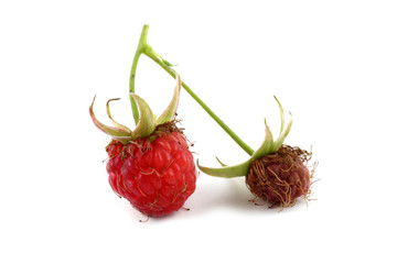 Ripe and unripe raspberry isolated on white