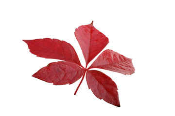 Victoria creeper (Virginia creeper, Parthenocissus quinquefolia) autumn leaf