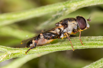 Syritta pipiens, sometimes called the thick-legged hoverfly, is one of the most common species in the insect family Syrphidae.