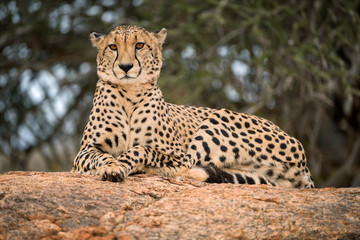 A close up photograph of a single cheetah lying on a rock and looking towards the camera, with a green tree as the background, taken in the Madikwe Game Reserve, South Africa.
