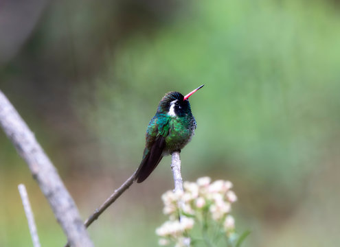 Beautiful Male Green Colored White-eared Hummingbird (Basilinna leucotis) with Orange Bill Perched on a Branch in Jalisco, Mexico