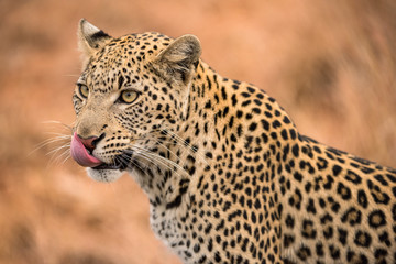 Fototapeta na wymiar A beautiful close up portrait of a female leopard, with her pink tongue licking her face, taken in the Madikwe game Reserve, South Africa.