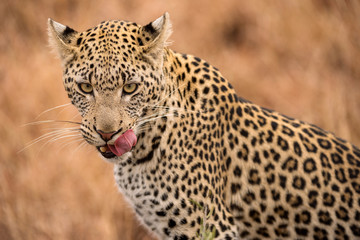 A beautiful close up portrait of a female leopard, with her pink tongue licking her face, taken in the Madikwe game Reserve, South Africa.