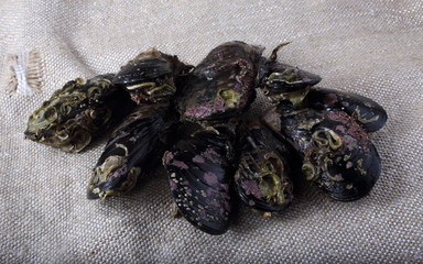 Mussels on bagging. Fresh sea food