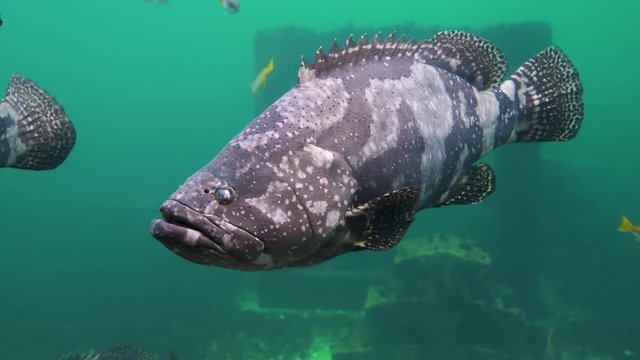 Giant grouper fish stilling and slow swimming in the shallow coast bay with outdoor lighting in video 4K