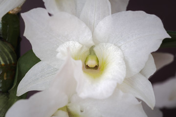 white orchid, orchidaceae dendrobium nobile, flower isolated on gray background, decorative house plant