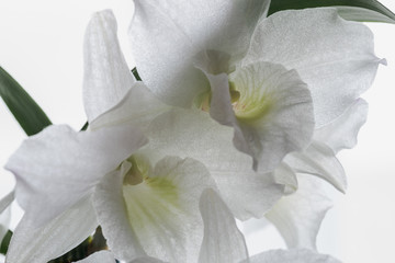 white orchid, orchidaceae dendrobium nobile, flower isolated on gray background, decorative house plant