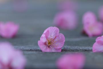 pink flowers on a wooden table