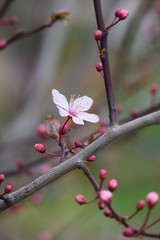 red Early bloomers