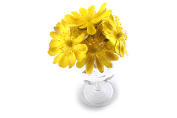 Adonis amurensis. Far eastern yellow snowdrop