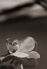 leaf of a lily in Marcro photography with a blurred background 