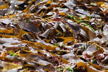 Split-fan kelp washed up on the west coast of Namibia,Africa.Kelp is touted as a super food and contains a variety of vitamins and minerals, including vitamin B, zinc, copper, calcium, iron and more.